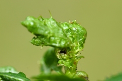 Dasineura crataegi