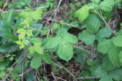 Rubus tuberculatus
