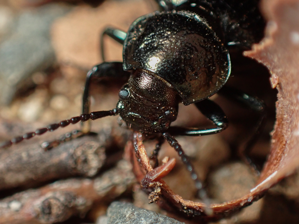 Adelium from Stockwell SA 5355, Australia on April 16, 2024 at 09:58 PM ...