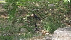 Quiscalus mexicanus