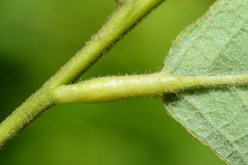Euura venusta
