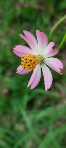 Cosmos caudatus iNat (3)