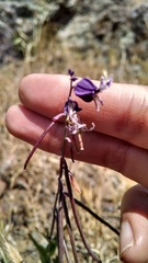 Streptanthus glandulosus pulchellus