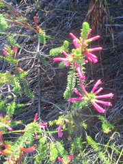 Erica abietina
