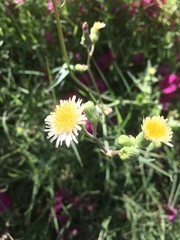 Asteraceae