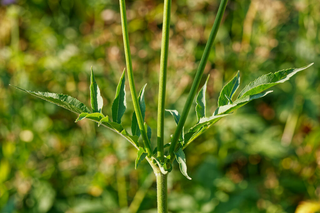 Cephalaria alpina; photograph (c) Thierry Arbault, some rights reserved (CC BY)