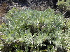 Arctotis stoechadifolia
