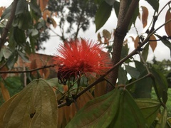Calliandra trinervia