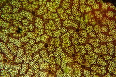 Botrylloides magnicoecus