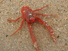 Grimothea planipes