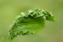 Aculops macrotrichus