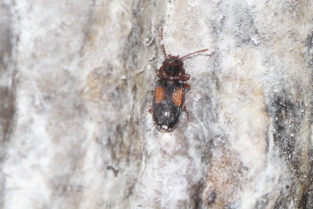 Laemophloeus monilis
