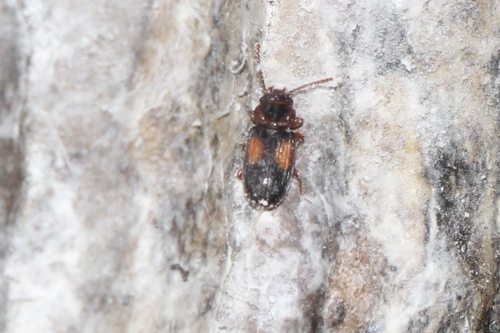 Laemophloeus monilis
