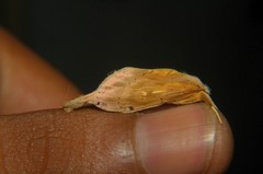 Saliocleta