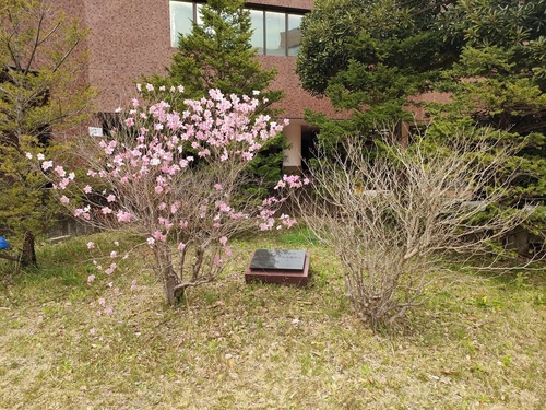 Rhododendron pentaphyllum iNat (1)