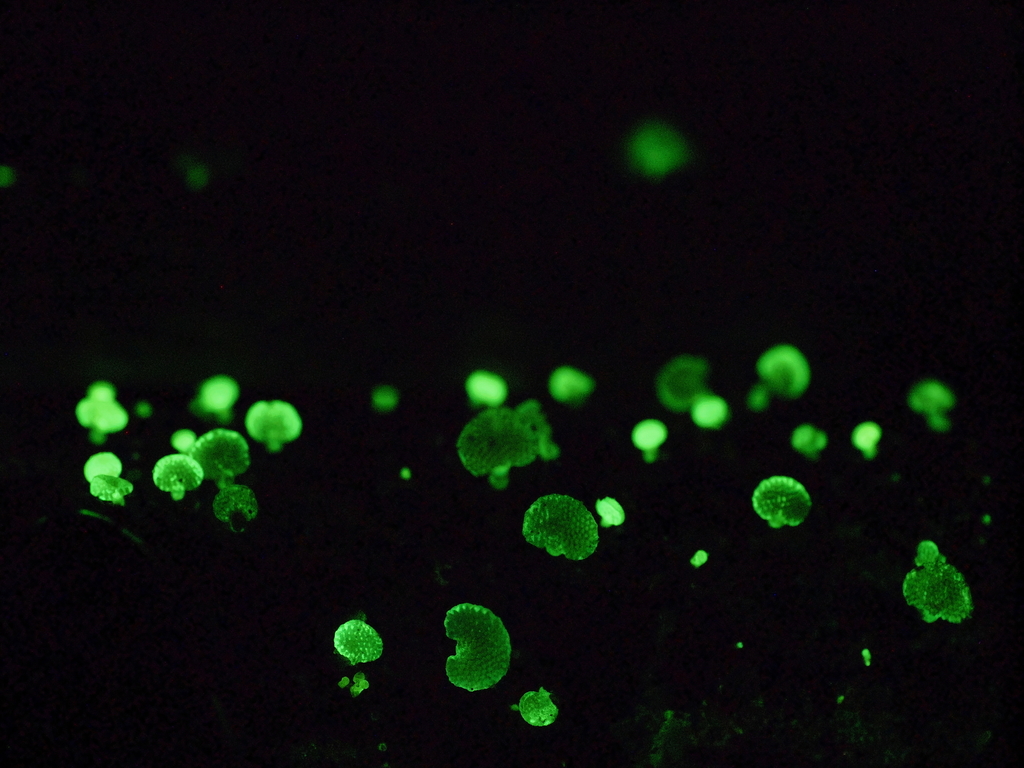 Panellus luminescens