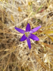 Brodiaea elegans elegans