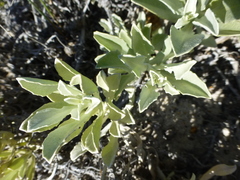 Arctotis stoechadifolia