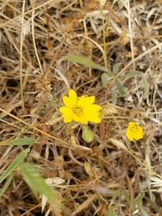 Hemizonia congesta lutescens
