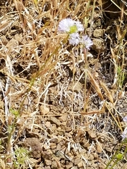 Gilia capitata capitata