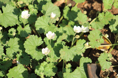 Sherard's Malvella (Malvella sherardiana)