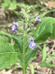 Salvia urticifolia