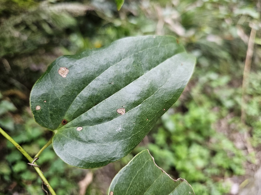 Smilax seisuiensis