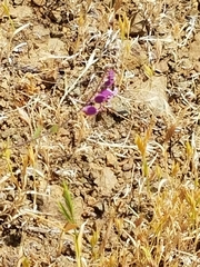 Streptanthus glandulosus pulchellus