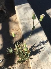 Asteraceae