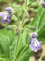 Salvia urticifolia