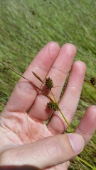 Carex serratodens