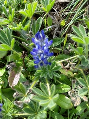 Lupinus micranthus