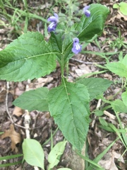Salvia urticifolia