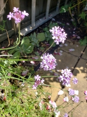Glandularia lilacina