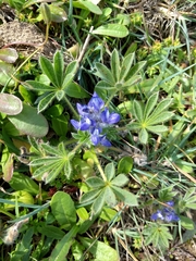 Lupinus micranthus