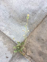 Asteraceae