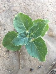 Angiospermae