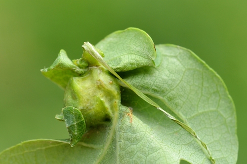 Oak Curved-leaf Gall Wasp