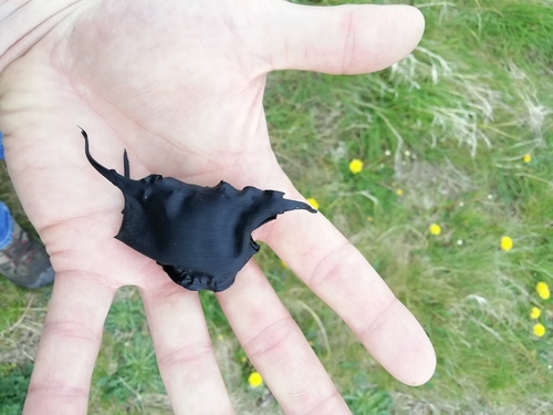Raja clavata