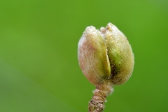 Phytoptus avellanae