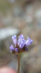 Gilia capitata capitata