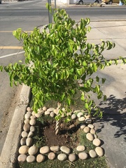 Ficus benjamina