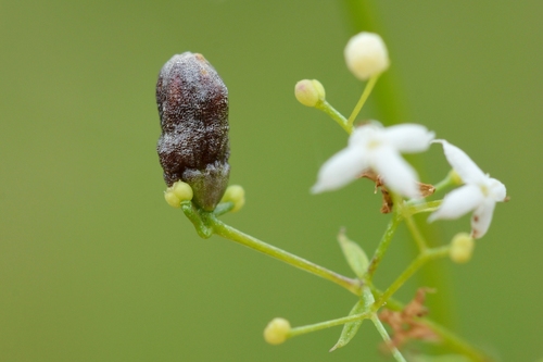 Schizomyia galiorum