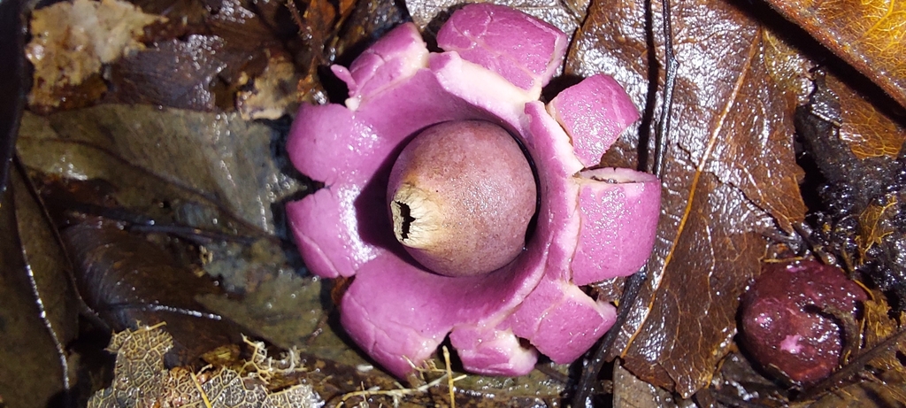 Geastrum violaceum
