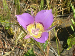 Calochortus macrocarpus macrocarpus