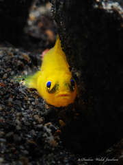 ミジンベニハゼ