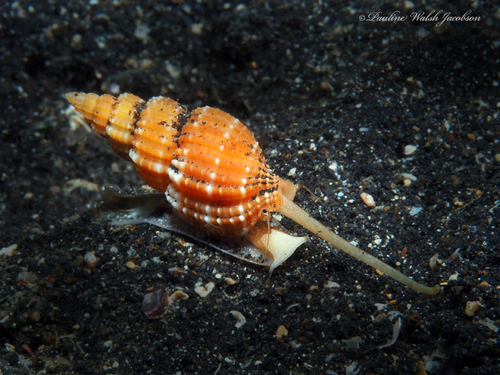 Phos roseatus, 2019-11-13