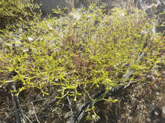 Chorizanthe brevicornu