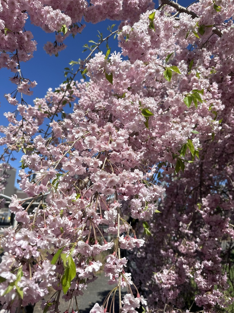 plums, cherries, and allies on April 16, 2024 at 11:30 AM by ameerahp ...