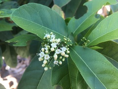 Angiospermae